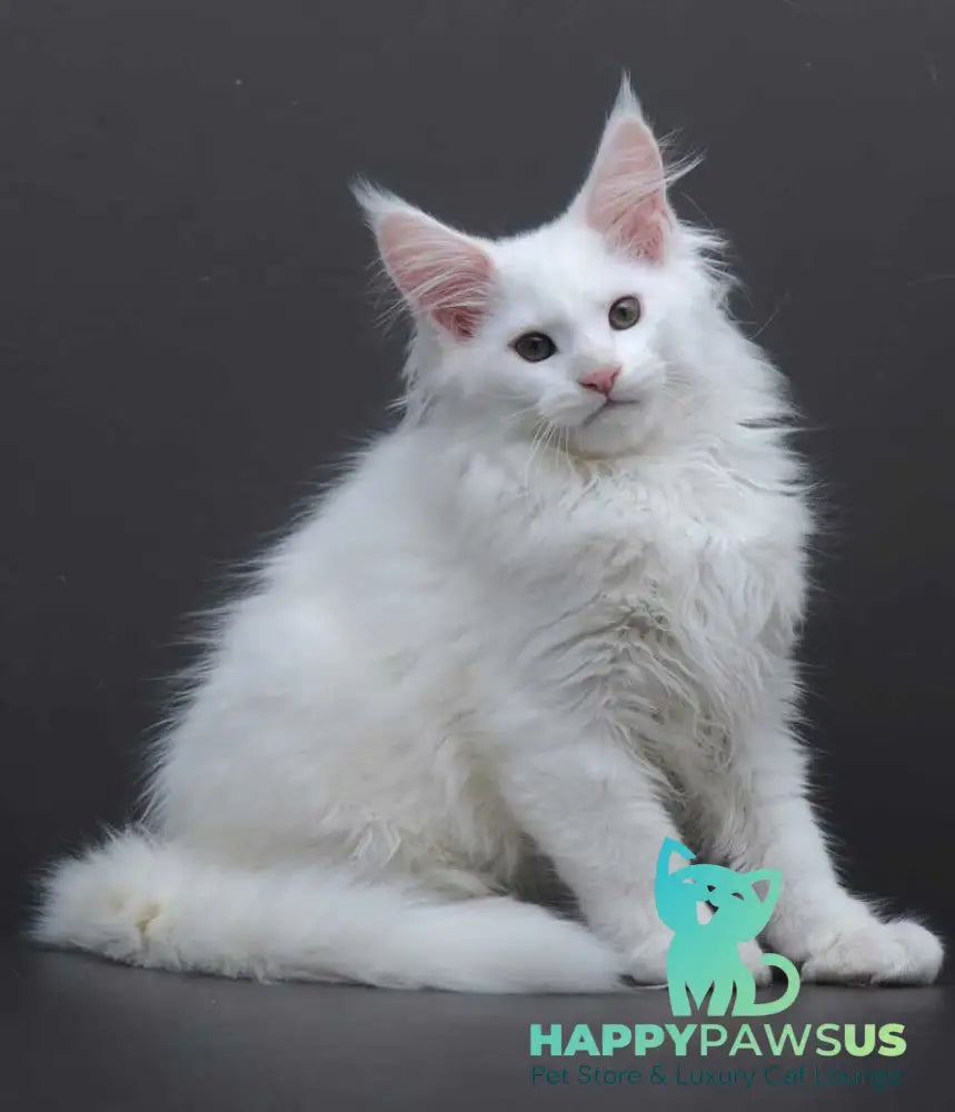 Edelweiss Maine Coon male white - live animals