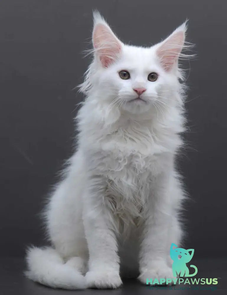 Edelweiss Maine Coon male white - live animals