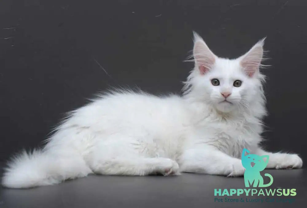 Edelweiss Maine Coon male white - live animals