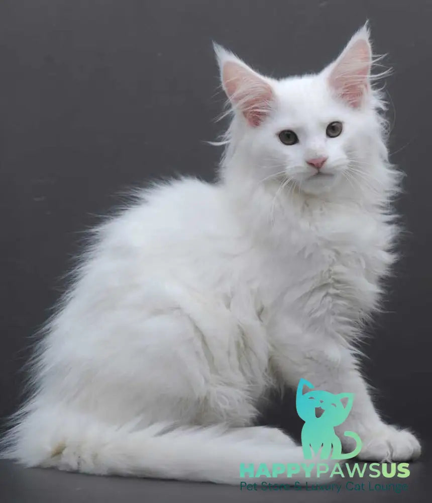 Edelweiss Maine Coon male white - live animals