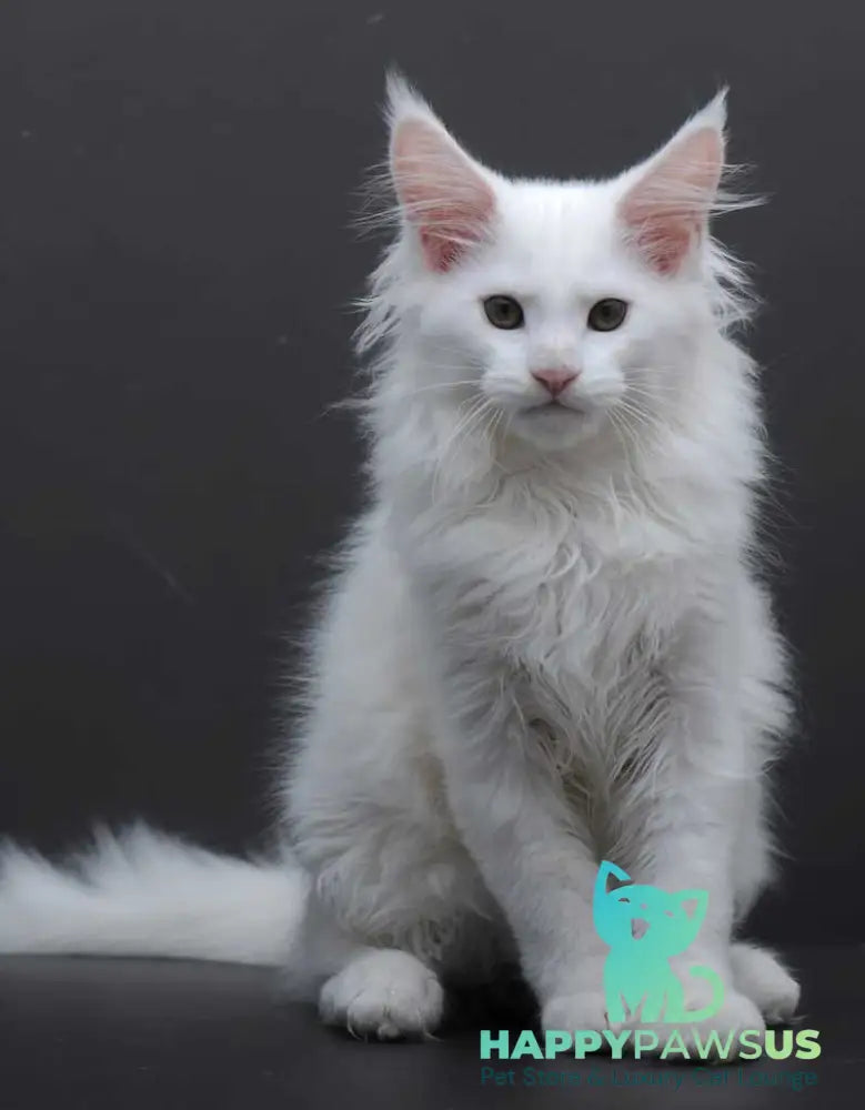 Edelweiss Maine Coon male white - live animals