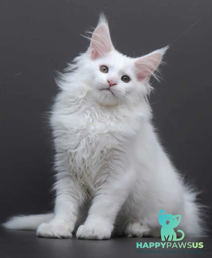 Edelweiss Maine Coon male white - live animals