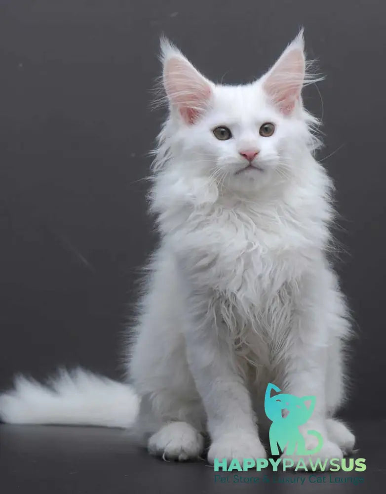 Edelweiss Maine Coon male white - live animals