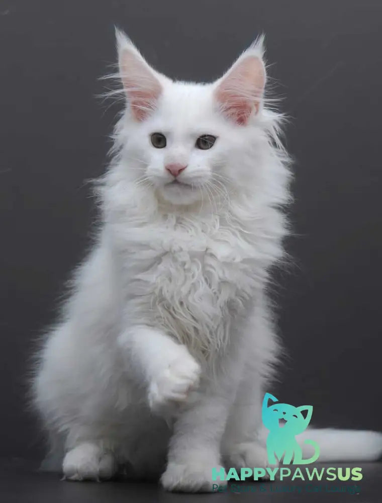 Edelweiss Maine Coon male white - live animals