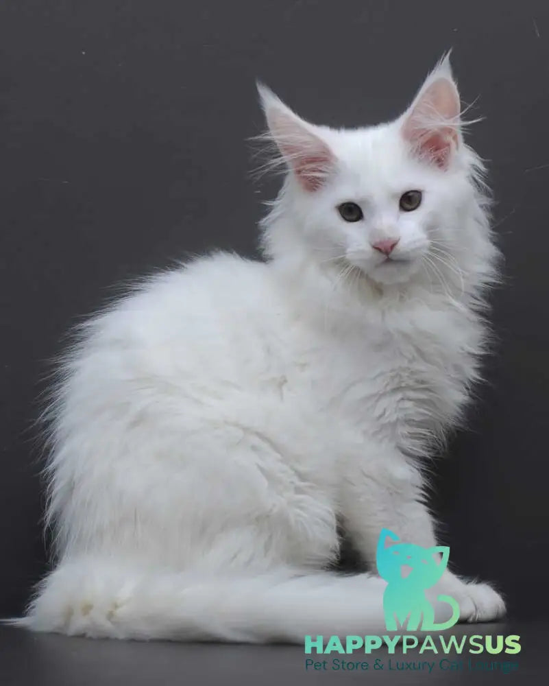 Edelweiss Maine Coon male white - live animals