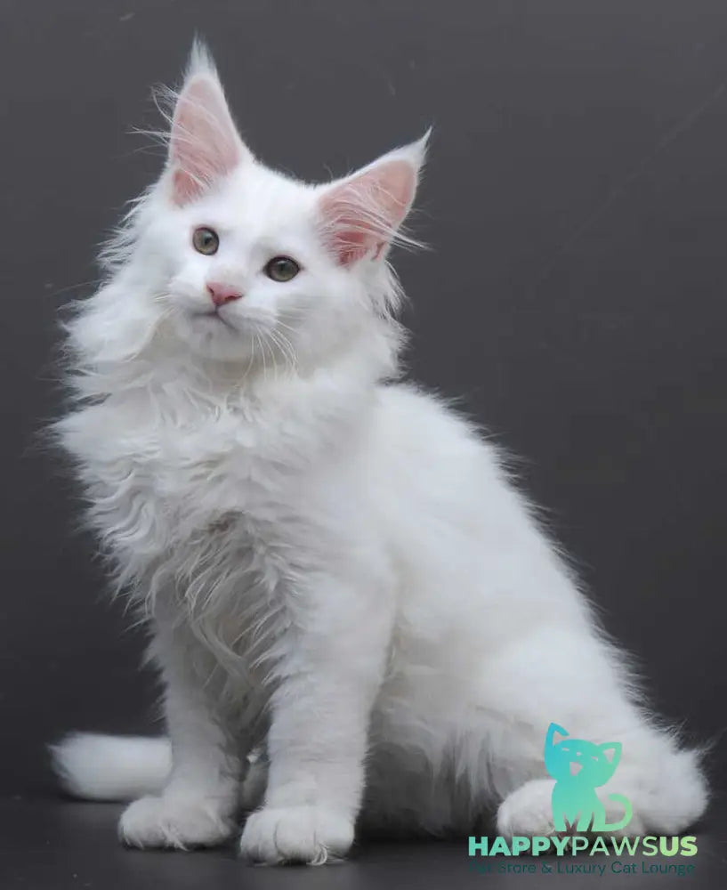 Edelweiss Maine Coon male white - live animals