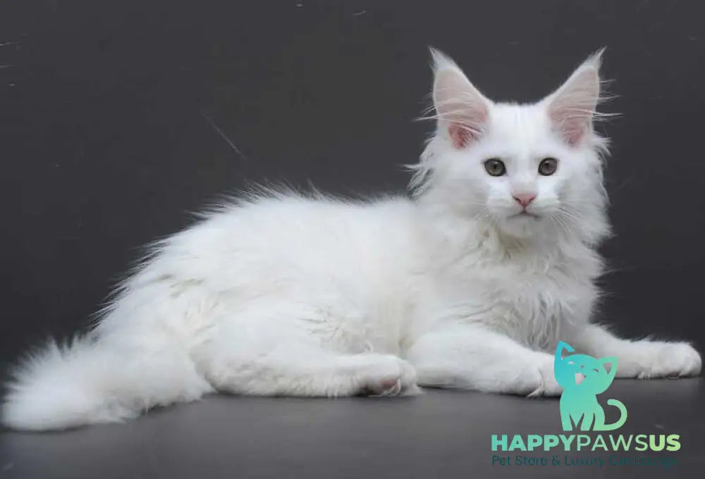 Edelweiss Maine Coon male white - live animals