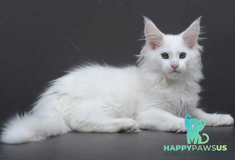 Edelweiss Maine Coon male white - live animals