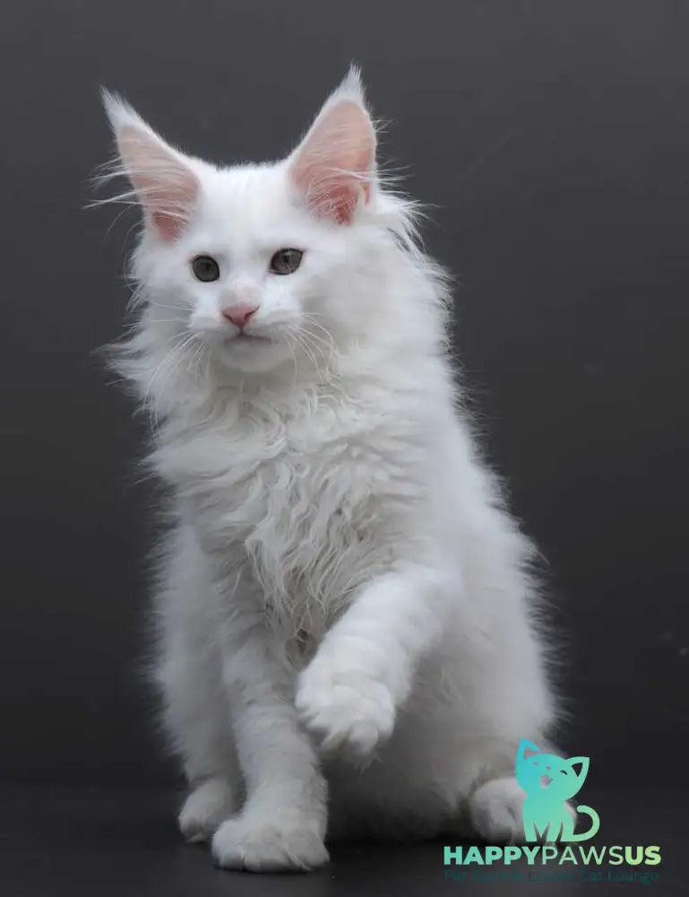 Edelweiss Maine Coon male white - live animals