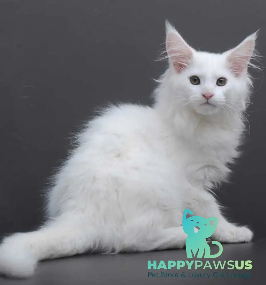 Edelweiss Maine Coon male white - live animals