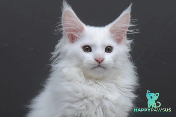 Edelweiss Maine Coon male white - live animals