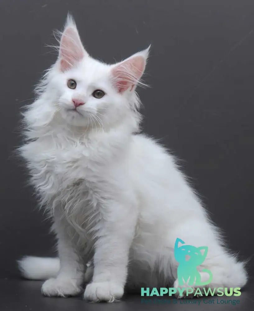 Edelweiss Maine Coon male white - live animals