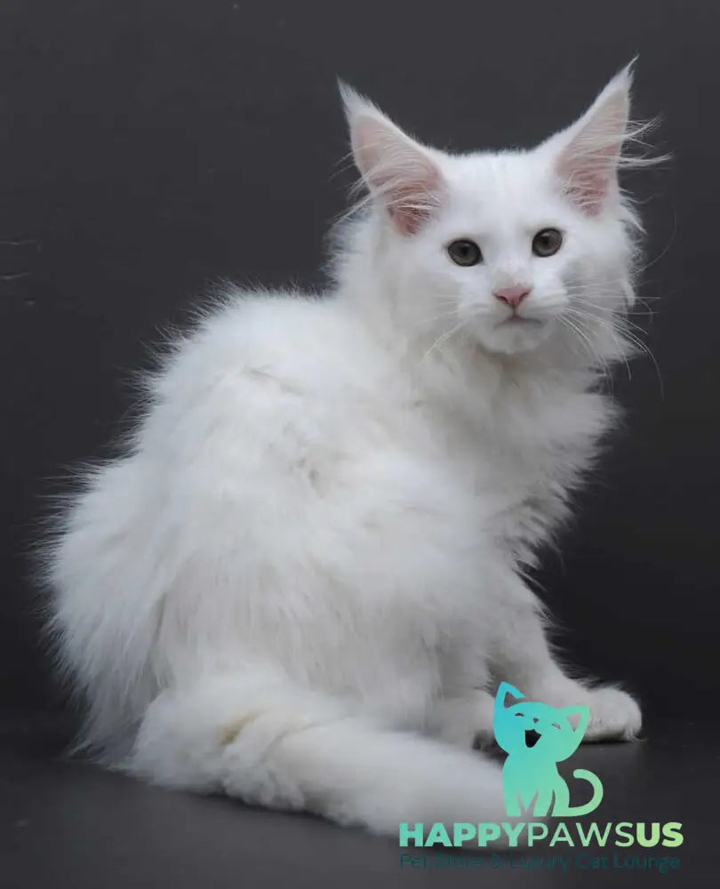 Edelweiss Maine Coon male white - live animals
