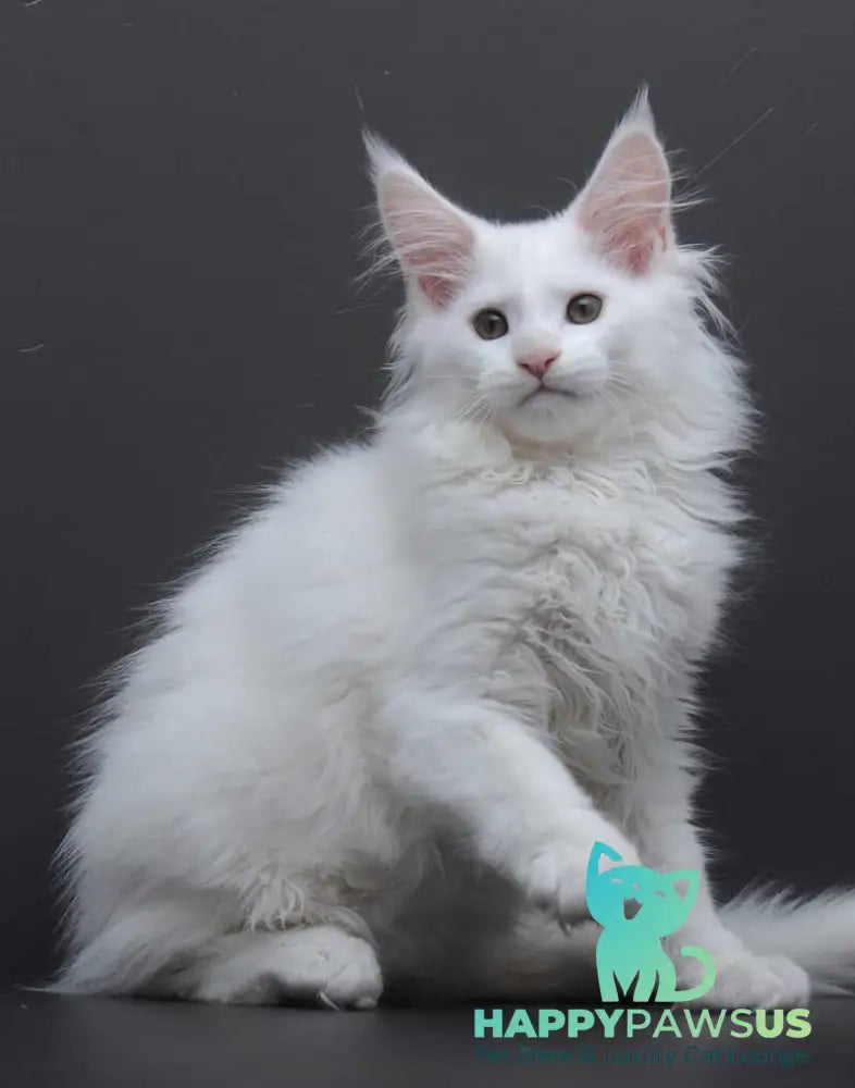 Edelweiss Maine Coon male white - live animals