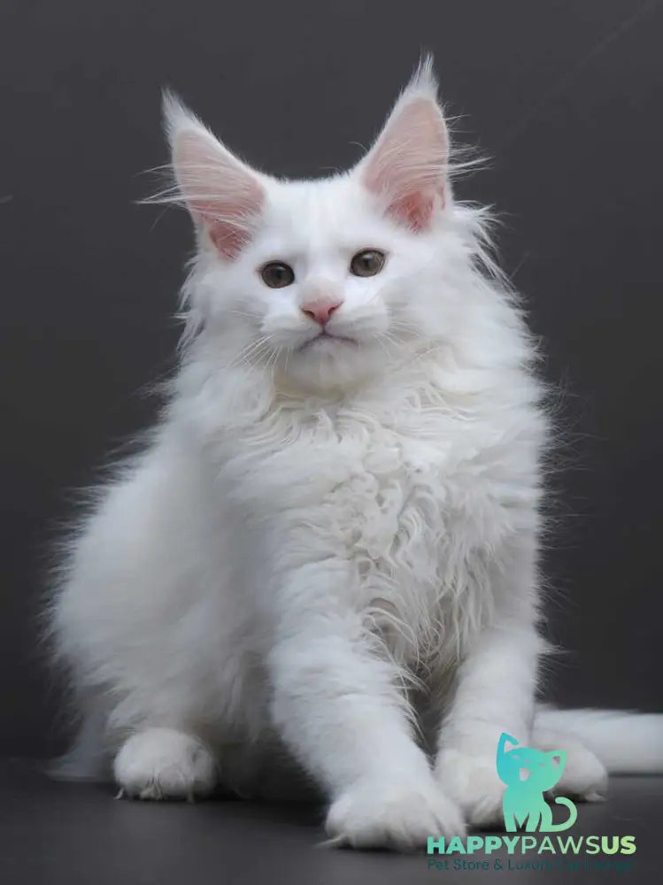 Edelweiss Maine Coon male white - live animals