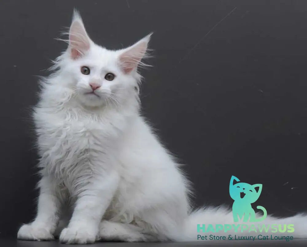 Edelweiss Maine Coon male white - live animals