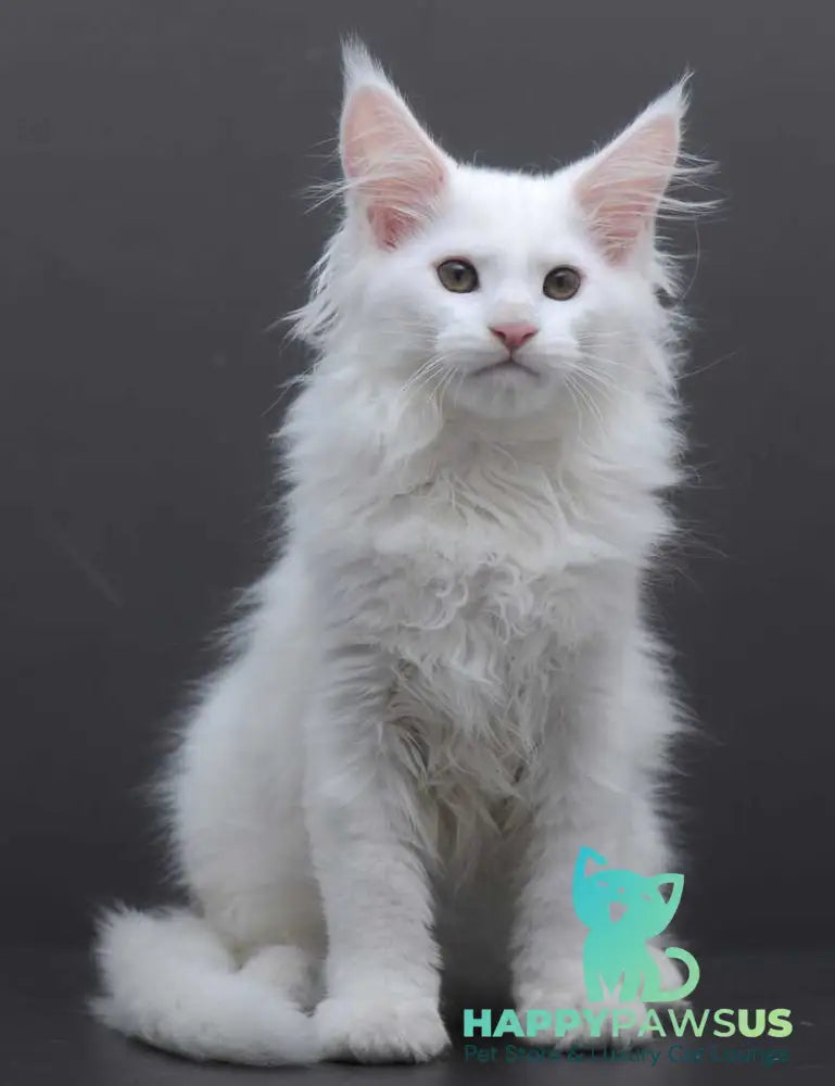 Edelweiss Maine Coon male white - live animals