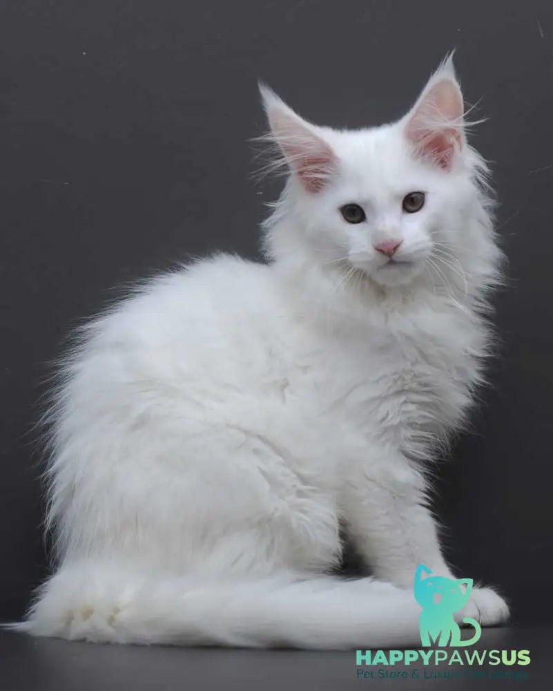 Edelweiss Maine Coon male white - live animals