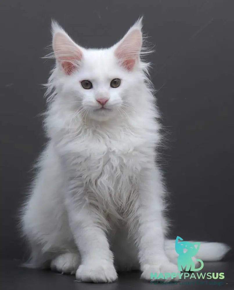 Edelweiss Maine Coon male white - live animals
