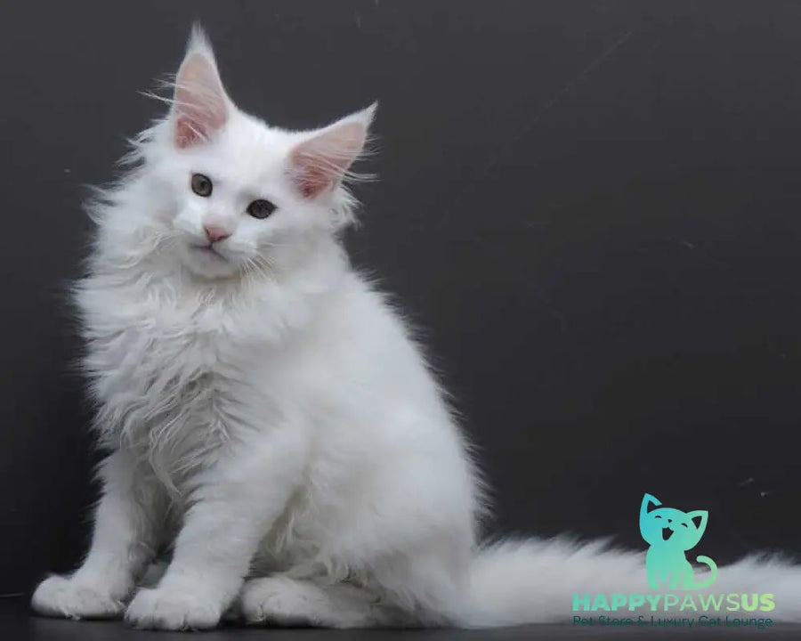 Edelweiss Maine Coon male white - live animals