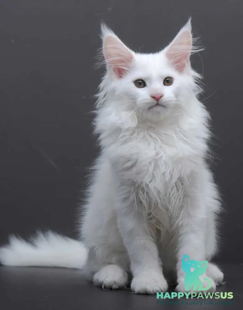 Edelweiss Maine Coon male white - live animals