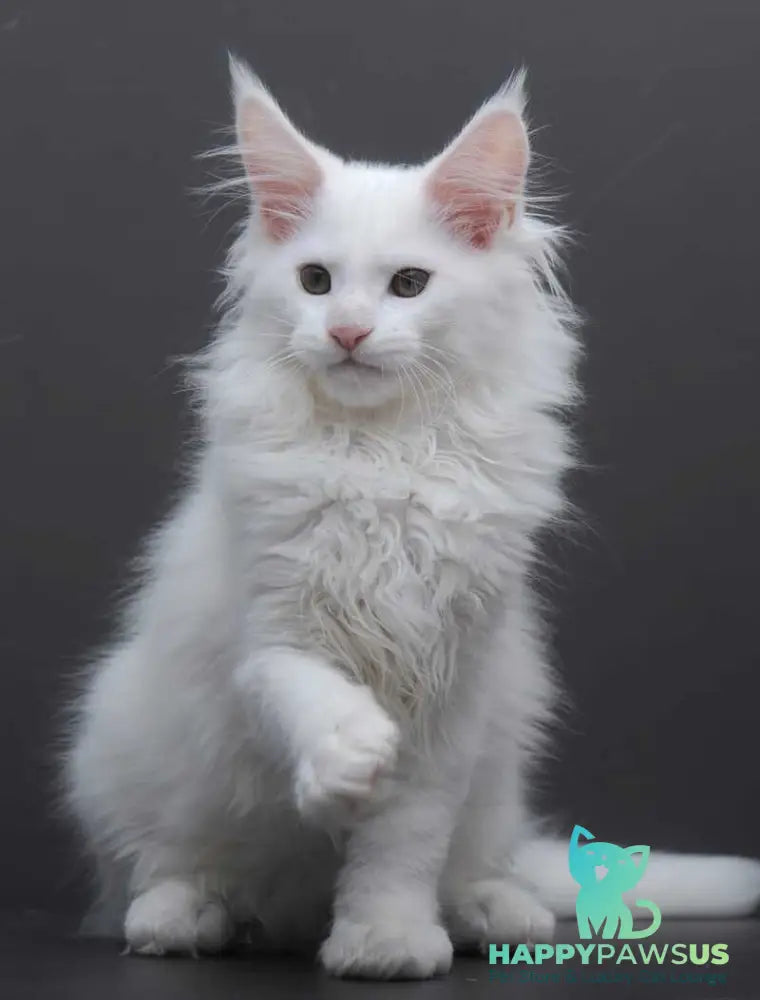 Edelweiss Maine Coon male white - live animals