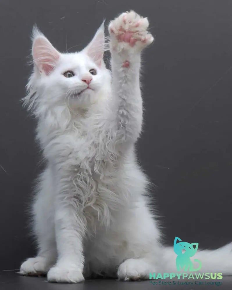 Edelweiss Maine Coon male white - live animals