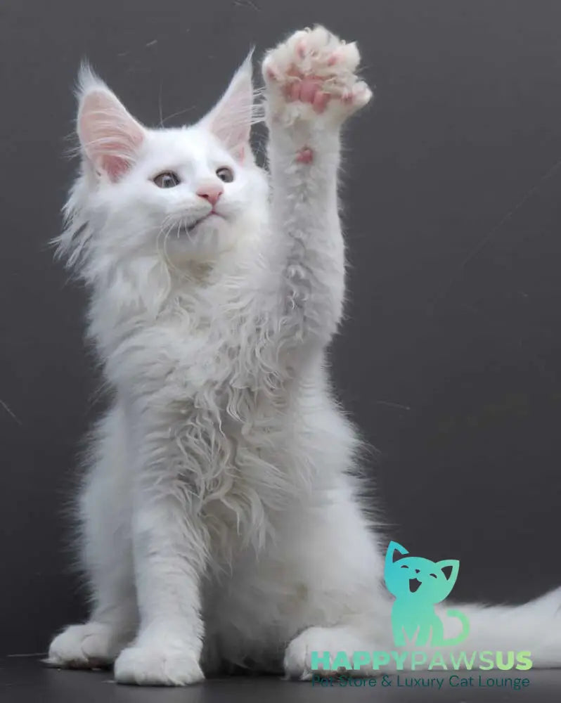 Edelweiss Maine Coon male white - live animals