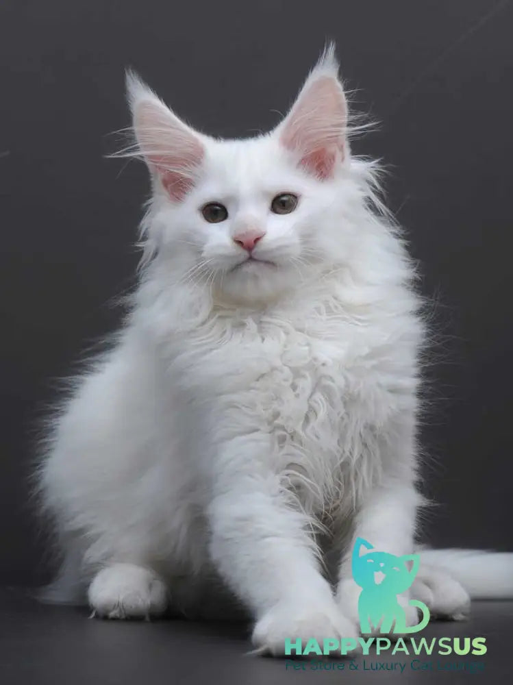 Edelweiss Maine Coon male white - live animals