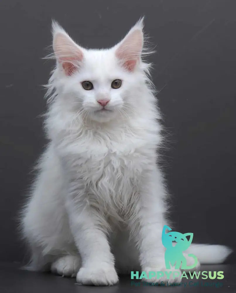 Edelweiss Maine Coon male white - live animals
