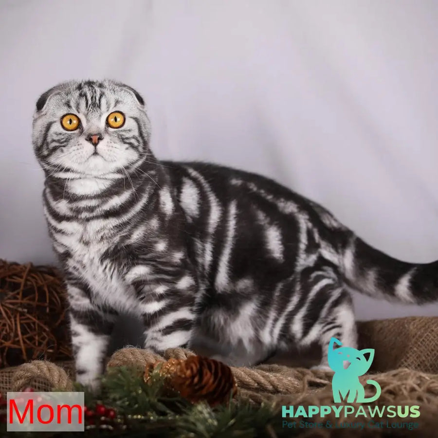 Edelweiss Scottish Fold male black silver - live animals