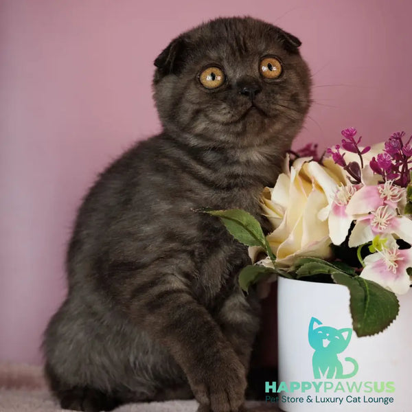 Edelweiss Scottish Fold male black silver - live animals