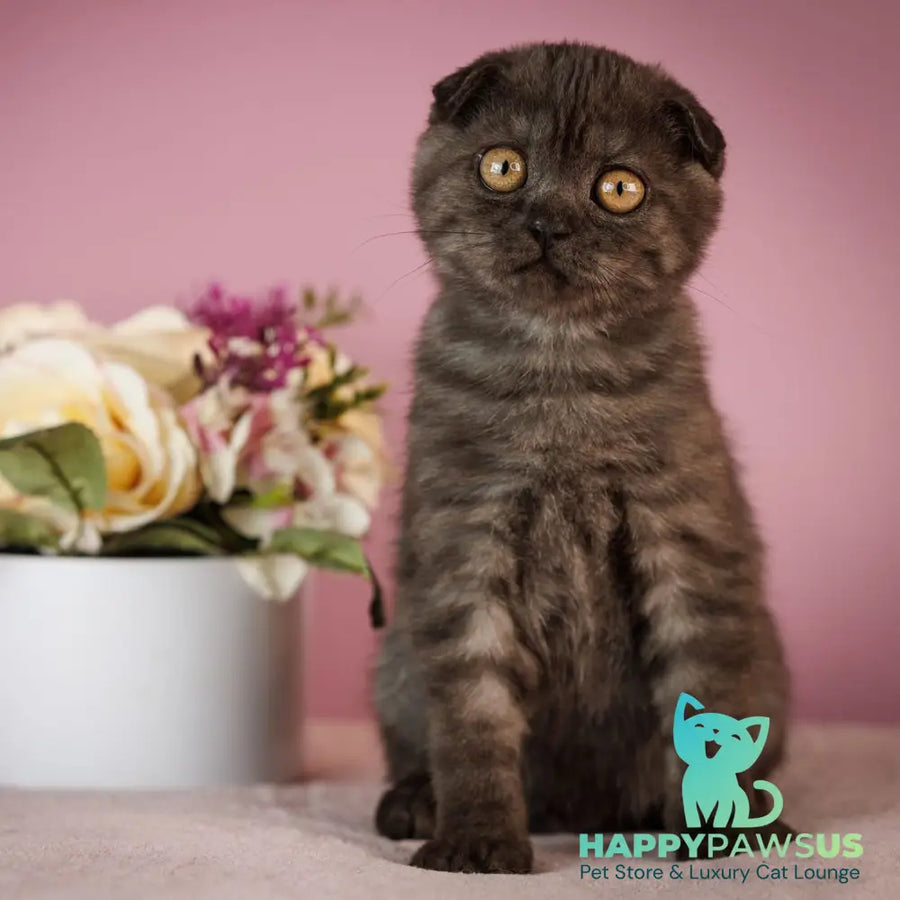 Edelweiss Scottish Fold male black silver - live animals