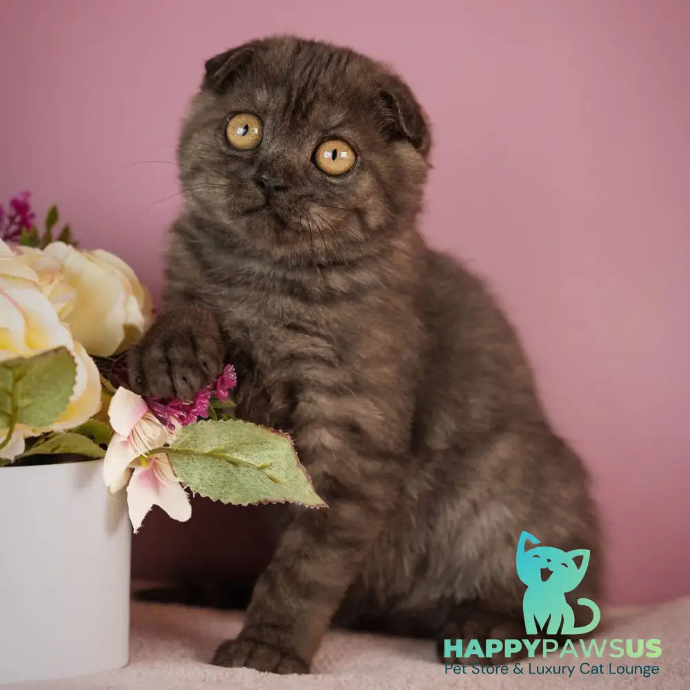 Edelweiss Scottish Fold male black silver - live animals