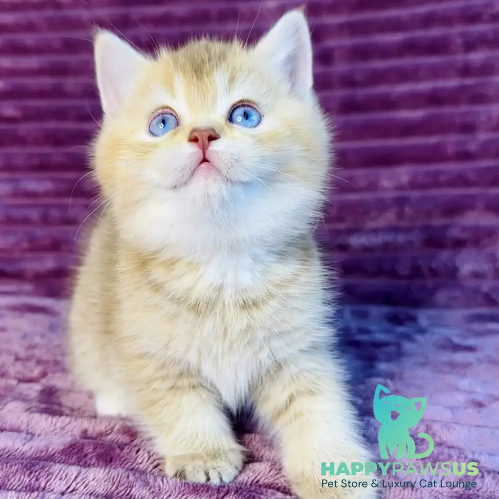 Eden British Shorthair female cinnamon golden shaded with white - live animals