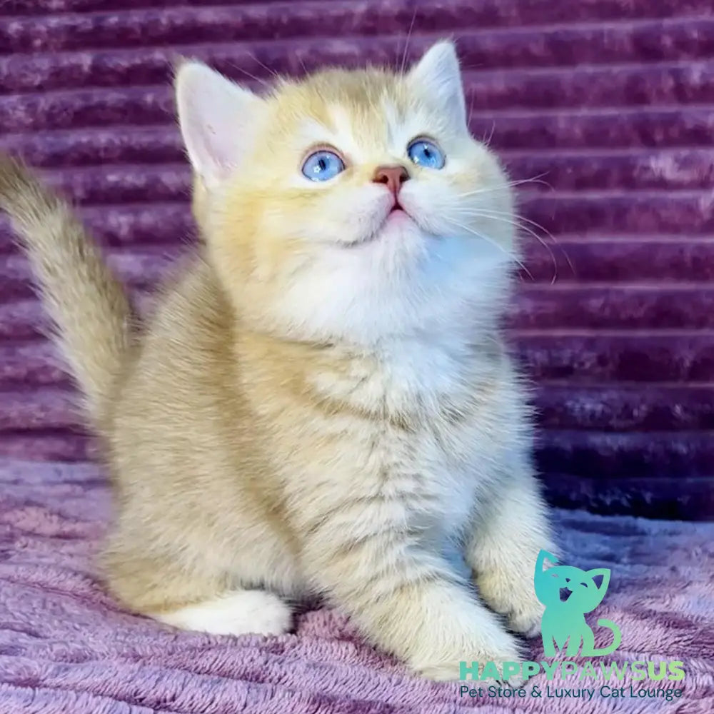 Eden British Shorthair female cinnamon golden shaded with white - live animals