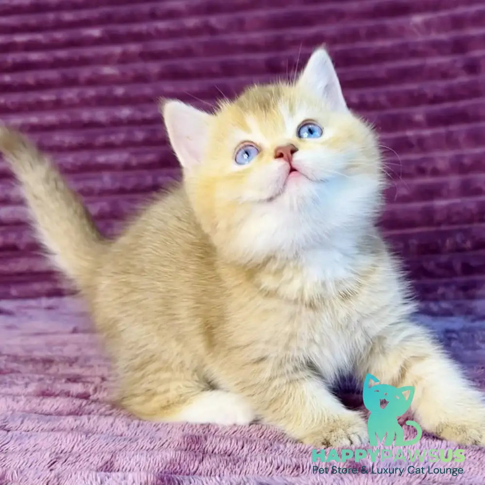 Eden British Shorthair female cinnamon golden shaded with white - live animals