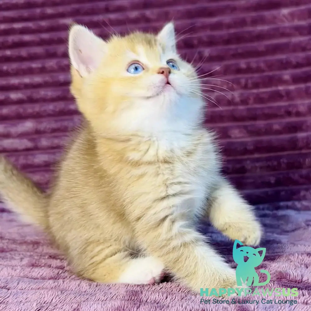 Eden British Shorthair female cinnamon golden shaded with white - live animals