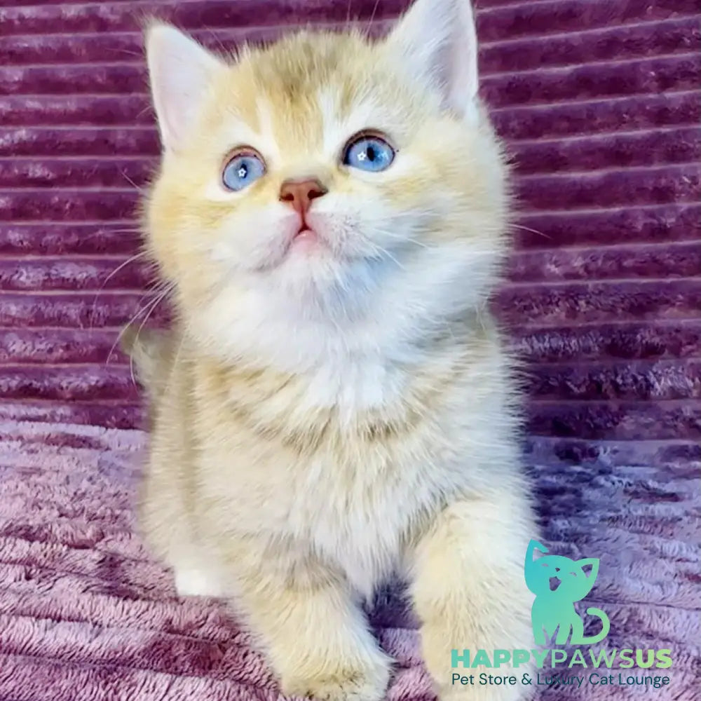 Eden British Shorthair female cinnamon golden shaded with white - live animals