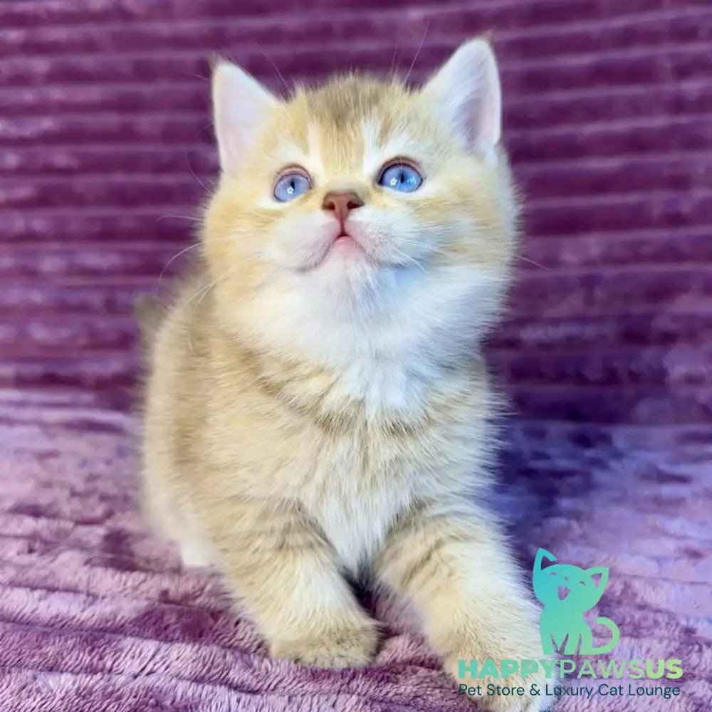 Eden British Shorthair female cinnamon golden shaded with white - live animals