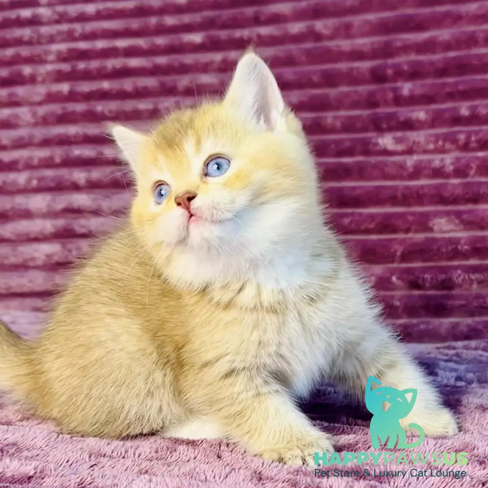 Eden British Shorthair female cinnamon golden shaded with white - live animals