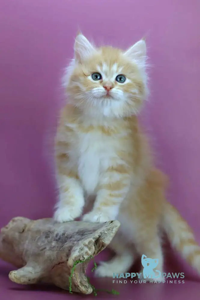 Eden Siberian male red silver - live animals