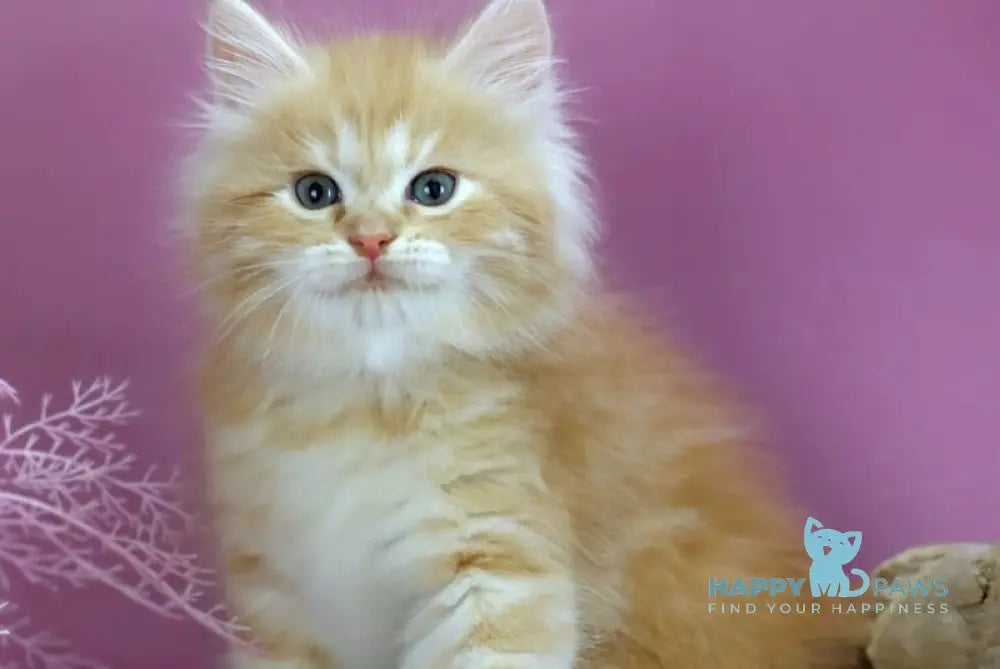 Eden Siberian male red silver - live animals