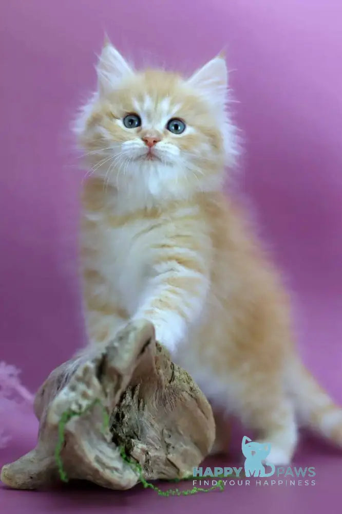 Eden Siberian male red silver - live animals