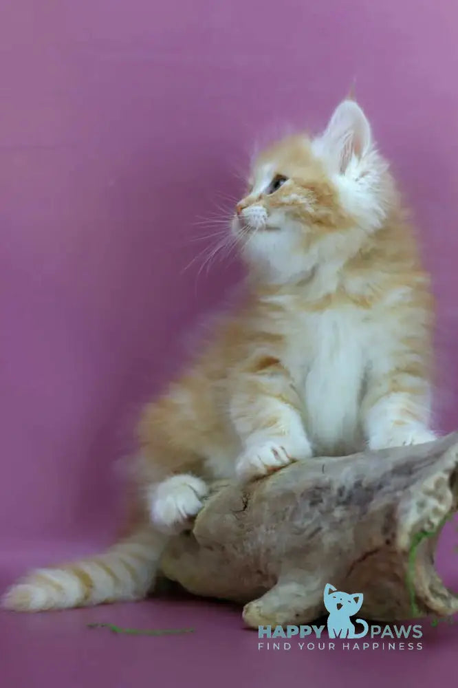 Eden Siberian male red silver - live animals