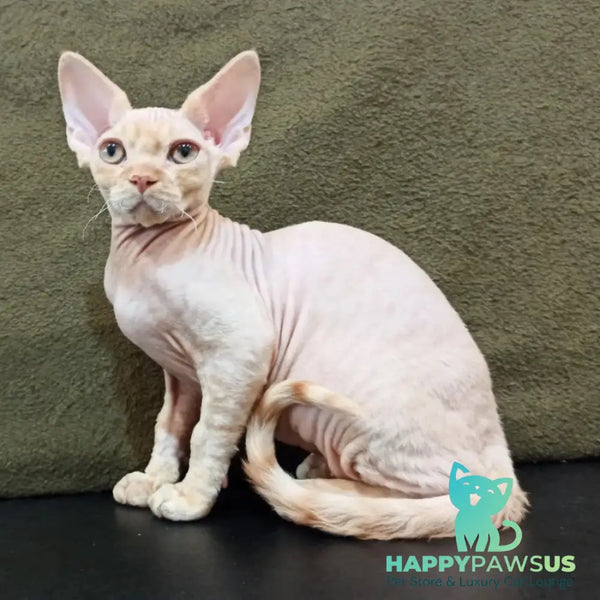 Edgar Devon Rex male red bicolour tabby - live animals