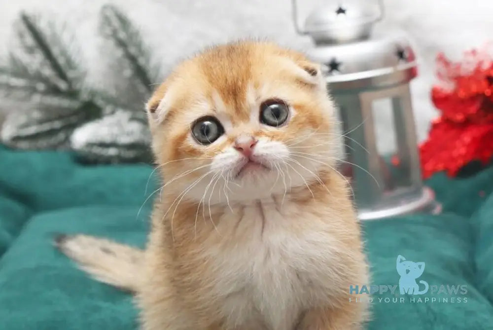 Edgar Scottish Fold male black golden shaded live animals