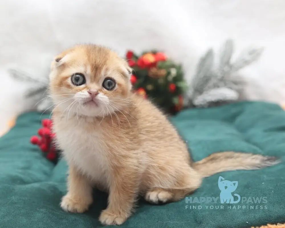 Edgar Scottish Fold male black golden shaded live animals