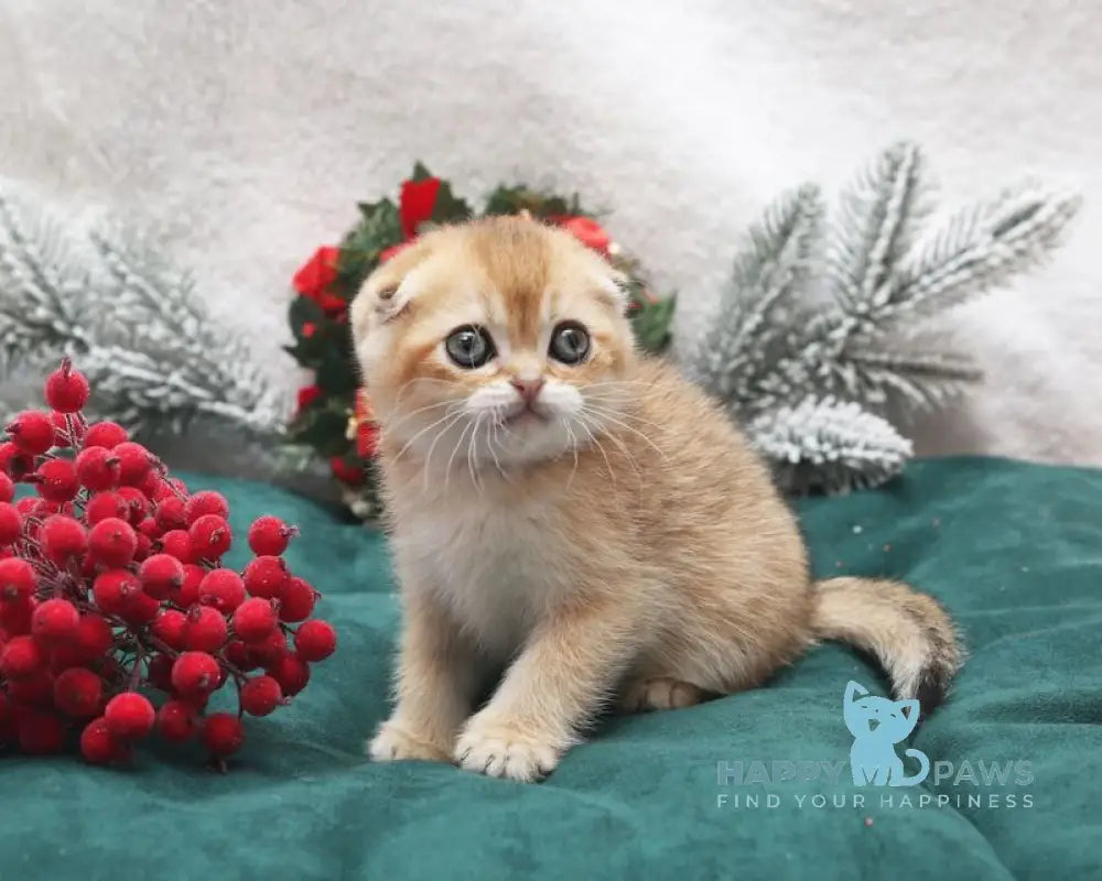 Edgar Scottish Fold male black golden shaded live animals