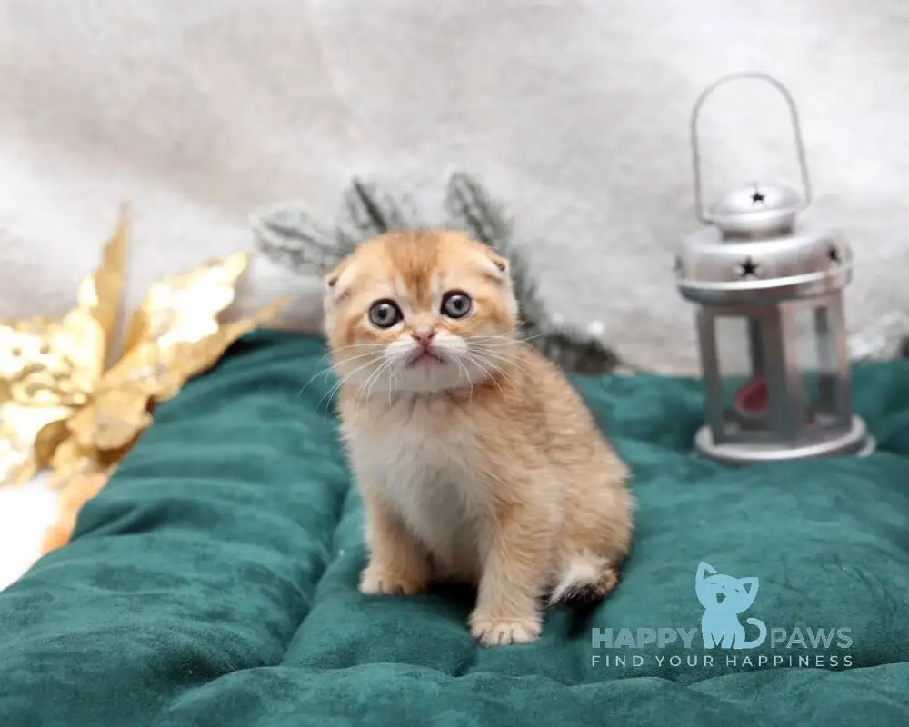 Edgar Scottish Fold male black golden shaded live animals